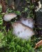 Rosolozub huspenitý (Houby), Pseudohydnum gelatinosum, Exidiaceae (Fungi)